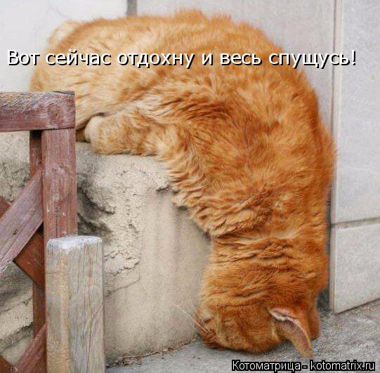 Вот сейчас отдохну и весь спущусь!... Котоматрица: Вот сейчас отдохну и весь спущусь!
