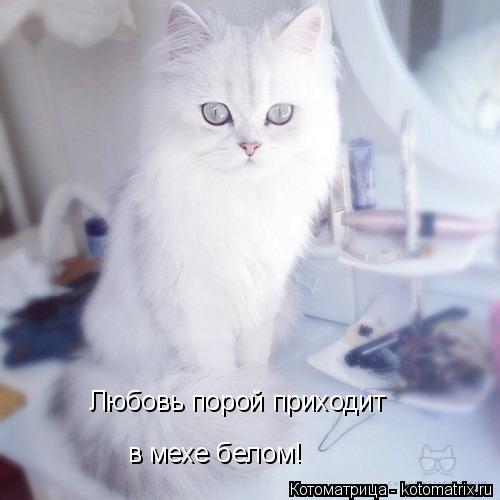 Котоматрица: Любовь порой приходит в мехе белом!