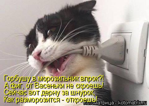 Горбушу в морозильник впрок?! А фиг, от Васеньки не скроешь! Сейчас вот дерну за шнурок, Как размороз... Котоматрица: Горбушу в морозильник впрок?! А фиг, от Васеньки не скроешь! Сейчас вот дерну за шнурок, Как разморозится - откроешь!