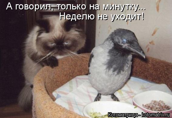 А говорил, только на минутку... Неделю не уходит!... Котоматрица: А говорил, только на минутку... Неделю не уходит!