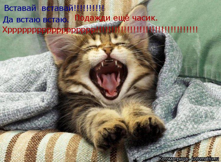 Вставай вставай!!!!!!!!!! Да встаю встаю. Подажди ещё часик. Хрррррррррррррррррр!!!!!!!!!!!!!!!!!!!!... Котоматрица: Вставай вставай!!!!!!!!!! Да встаю встаю. Подажди ещё часик. Хрррррррррррррррррр!!!!!!!!!!!!!!!!!!!!!!!!!!!!!!!!!