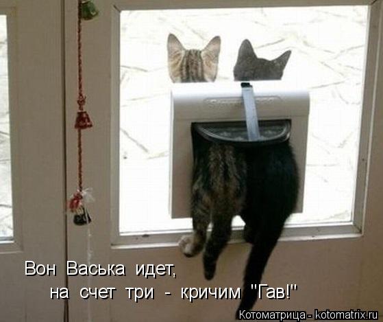 Вон Васька идет, на счет три - кричим "Гав!"... Котоматрица: Вон Васька идет, на счет три - кричим "Гав!"