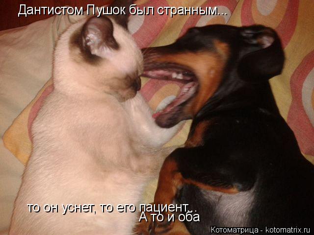 Котоматрица: Дантистом Пушок был странным... то он уснет, то его пациент... А то и оба