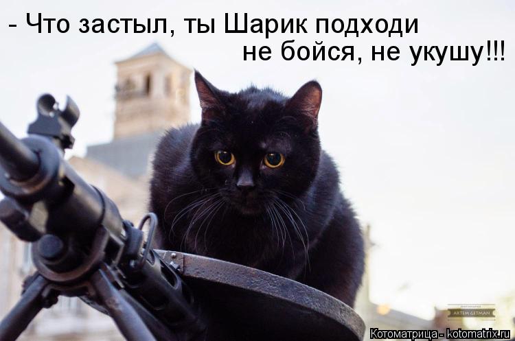 - Что застыл, ты Шарик подходи не бойся, не укушу!!!... Котоматрица: - Что застыл, ты Шарик подходи не бойся, не укушу!!!