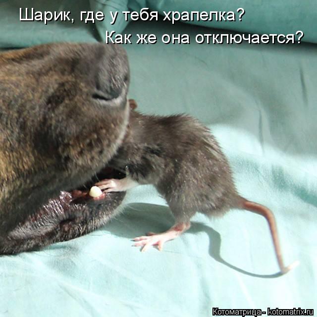 Как же она отключается? Шарик, где у тебя храпелка?... Котоматрица: Как же она отключается? Шарик, где у тебя храпелка?