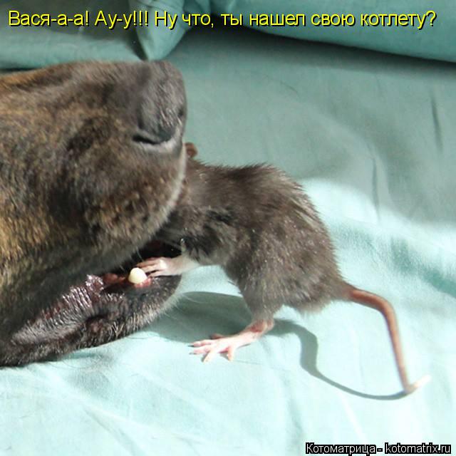 Вася-а-а! Ау-у!!! Ну что, ты нашел свою котлету?... Котоматрица: Вася-а-а! Ау-у!!! Ну что, ты нашел свою котлету?