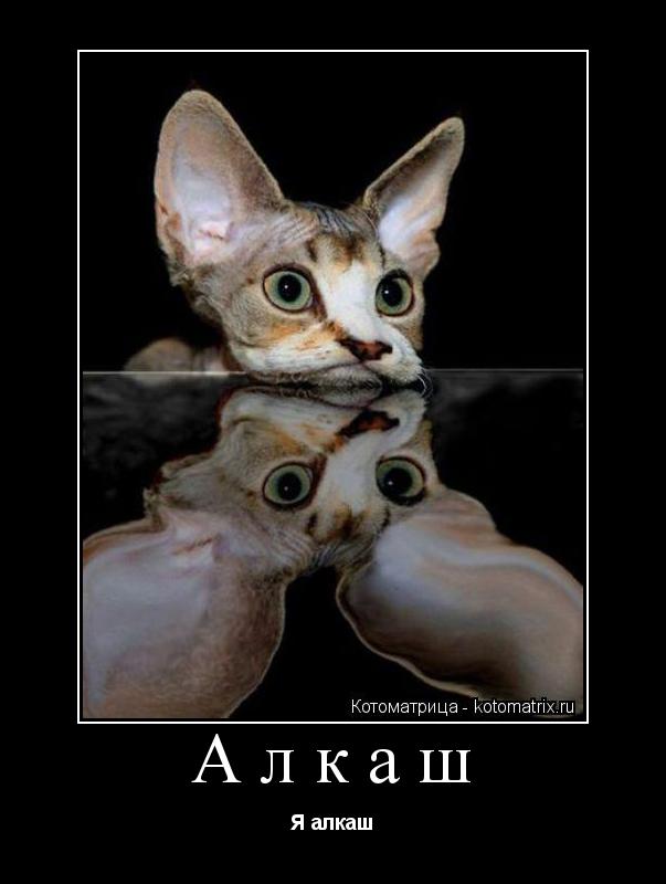 Алкаш Я алкаш... Котоматрица: Алкаш Я алкаш