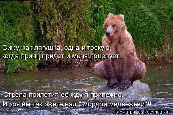 Сижу, как лягушка, одна и тоскую, когда принц придет и меня поцелует... Стрела прилетит, ее жду я при... Котоматрица: Сижу, как лягушка, одна и тоскую, когда принц придет и меня поцелует... Стрела прилетит, ее жду я прилежно. И зря вы так ржете над " мордой медве