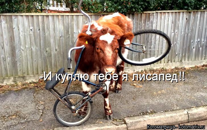 -И куплю тебе я лисапед!!... Котоматрица: -И куплю тебе я лисапед!!