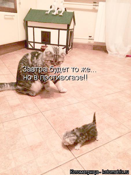 Завтра будет то же... но в противогазе!!... Котоматрица: Завтра будет то же... но в противогазе!!