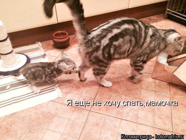 Я еще не хочу спать,мамочка... Котоматрица: Я еще не хочу спать,мамочка