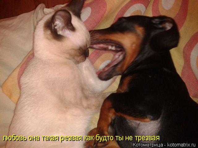 любовь она такая резвая как будто ты не трезвая... Котоматрица: любовь она такая резвая как будто ты не трезвая