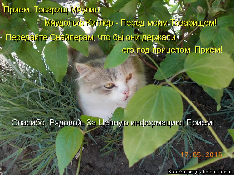 Прием, Товарищ Мяулин. Мяудольф Китлер - Перед моим Товарищем! Передайте Снайперам, что бы они держа... Котоматрица: Прием, Товарищ Мяулин. Мяудольф Китлер - Перед моим Товарищем! Передайте Снайперам, что бы они держали его под прицелом. Прием! Спасибо, Ряд