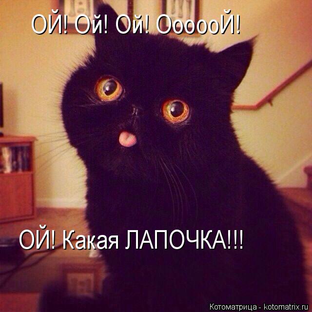 ОЙ! Ой! Ой! ОооооЙ! ОЙ! Какая ЛАПОЧКА!!!... Котоматрица: ОЙ! Ой! Ой! ОооооЙ! ОЙ! Какая ЛАПОЧКА!!!