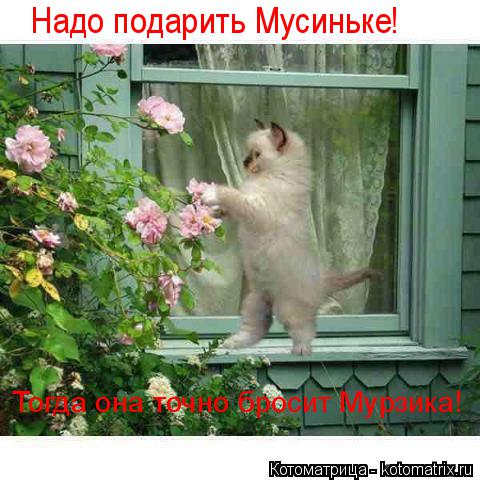 Надо подарить Мусиньке! Тогда она точно бросит Мурзика!... Котоматрица: Надо подарить Мусиньке! Тогда она точно бросит Мурзика!