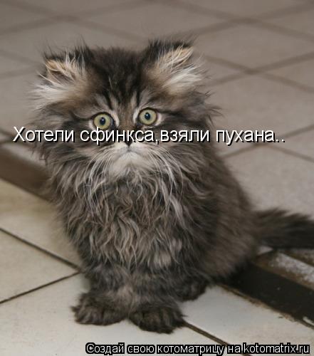 Хотели сфинкса,взяли пухана..... Котоматрица: Хотели сфинкса,взяли пухана..
