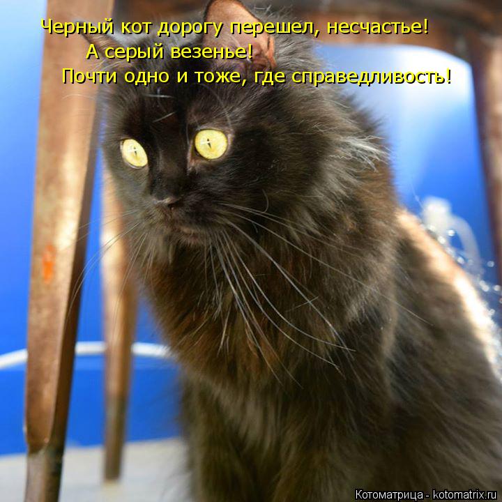 Почти одно и тоже, где справедливость! А серый везенье! Черный кот дорогу перешел, несчастье!... Котоматрица: Почти одно и тоже, где справедливость! А серый везенье! Черный кот дорогу перешел, несчастье!