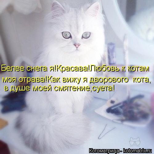Белее снега я!Красава!Любовь к котам моя отрава!Как вижу я дворового кота, в душе моей смятение,суе... Котоматрица: Белее снега я!Красава!Любовь к котам моя отрава!Как вижу я дворового кота, в душе моей смятение,суета!