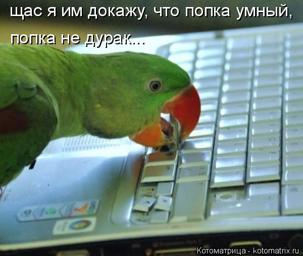 щас я им докажу, что попка умный, попка не дурак...... Котоматрица: щас я им докажу, что попка умный, попка не дурак...