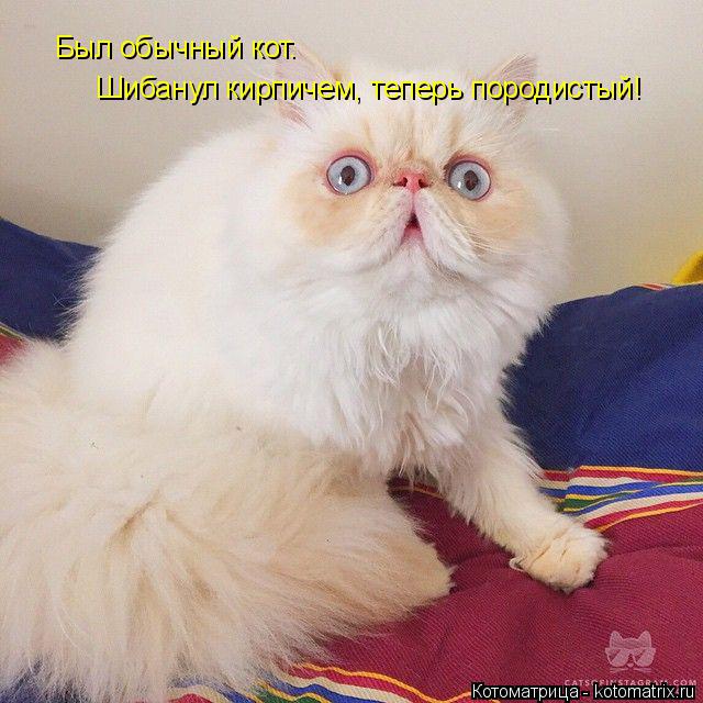 Был обычный кот. Шибанул кирпичем, теперь породистый!... Котоматрица: Был обычный кот. Шибанул кирпичем, теперь породистый!