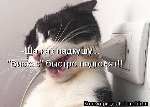 -Ща как надкушу... "Вискас" быстро подгонят!!... Котоматрица: -Ща как надкушу... "Вискас" быстро подгонят!!
