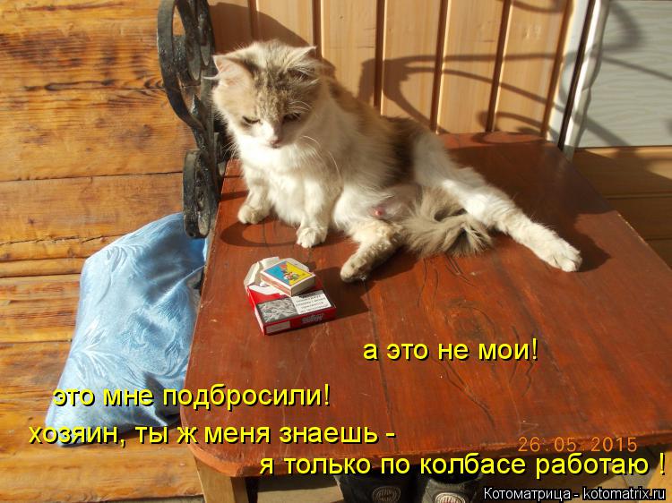 а это не мои! это мне подбросили! хозяин, ты ж меня знаешь - я только по колбасе работаю !... Котоматрица: а это не мои! это мне подбросили! хозяин, ты ж меня знаешь - я только по колбасе работаю !