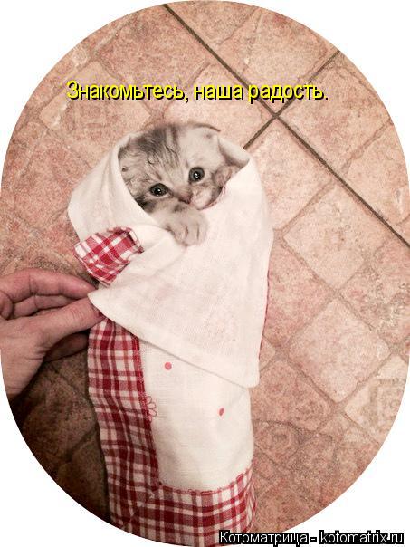 Знакомьтесь, наша радость.... Котоматрица: Знакомьтесь, наша радость.