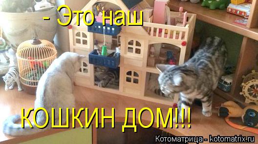 - Это наш КОШКИН ДОМ!!!... Котоматрица: - Это наш КОШКИН ДОМ!!!