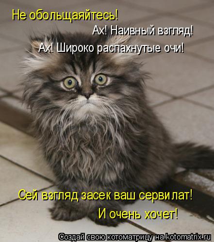 Ах! Наивный взгляд! Ах! Широко распахнутые очи! Сей взгляд засек ваш сервилат! И очень хочет! Не обол... Котоматрица: Ах! Наивный взгляд! Ах! Широко распахнутые очи! Сей взгляд засек ваш сервилат! И очень хочет! Не обольщаяйтесь!