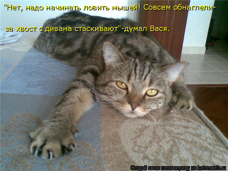 "Нет, надо начинать ловить мышей! Совсем обнаглели- за хвост с дивана стаскивают"-думал Вася.... Котоматрица: "Нет, надо начинать ловить мышей! Совсем обнаглели- за хвост с дивана стаскивают"-думал Вася.