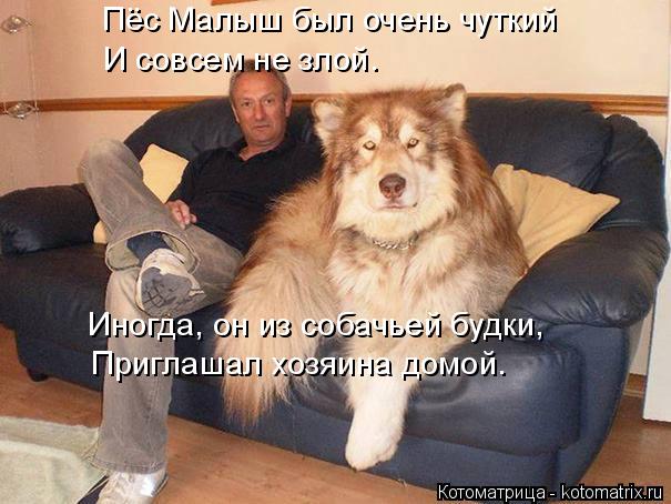 Пёс Малыш был очень чуткий И совсем не злой. Иногда, он из собачьей будки, Приглашал хозяина домой.... Котоматрица: Пёс Малыш был очень чуткий И совсем не злой. Иногда, он из собачьей будки, Приглашал хозяина домой.