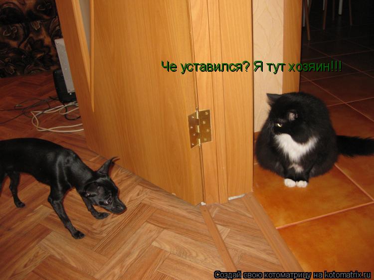 Че уставился? Я тут хозяин!!!... Котоматрица: Че уставился? Я тут хозяин!!!