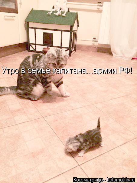 Утро в семье капитана...армии РФ!... Котоматрица: Утро в семье капитана...армии РФ!