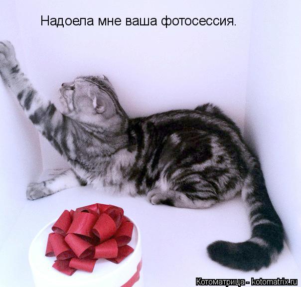 Надоела мне ваша фотосессия.... Котоматрица: Надоела мне ваша фотосессия.