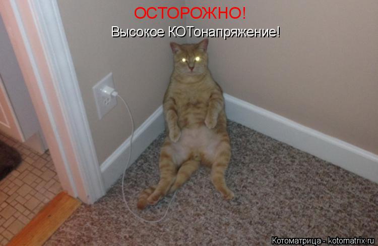 ОСТОРОЖНО! Высокое КОТонапряжение!... Котоматрица: ОСТОРОЖНО! Высокое КОТонапряжение!