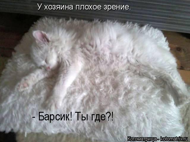 У хозяина плохое зрение. - Барсик! Ты где?!... Котоматрица: У хозяина плохое зрение. - Барсик! Ты где?!