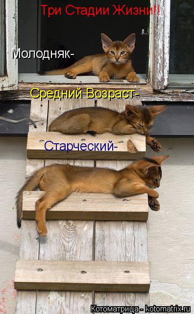Три Стадии Жизни!! Молодняк- Средний Возраст- Старческий-... Котоматрица: Три Стадии Жизни!! Молодняк- Средний Возраст- Старческий-