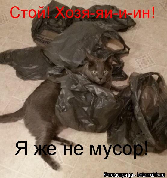 Стой! Хозя-яи-и-ин! Я же не мусор!... Котоматрица: Стой! Хозя-яи-и-ин! Я же не мусор!