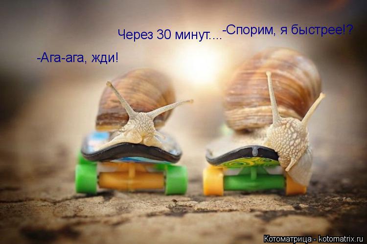 -Спорим, я быстрее!? -Ага-ага, жди! Через 30 минут....... Котоматрица: -Спорим, я быстрее!? -Ага-ага, жди! Через 30 минут....