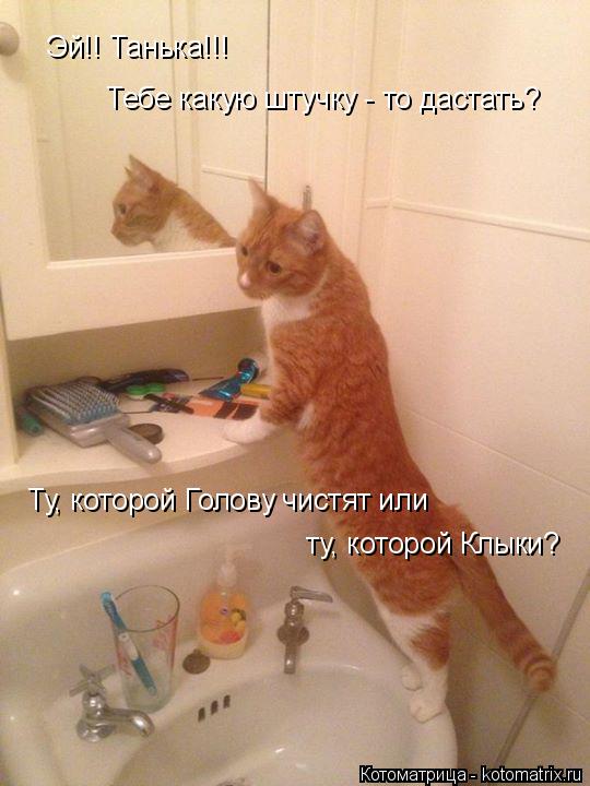 Эй!! Танька!!! Тебе какую штучку - то дастать? Ту, которой Голову чистят или ту, которой Клыки?... Котоматрица: Эй!! Танька!!! Тебе какую штучку - то дастать? Ту, которой Голову чистят или ту, которой Клыки?