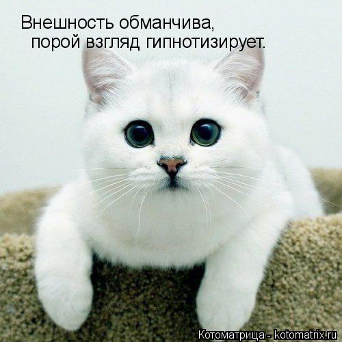 Внешность обманчива, порой взгляд гипнотизирует.... Котоматрица: Внешность обманчива, порой взгляд гипнотизирует.