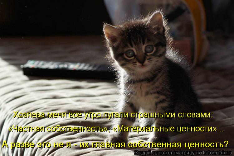 Хозяева меня всё утро пугали страшными словами: «Частная собственность», «Материальные ценности»... А... Котоматрица: Хозяева меня всё утро пугали страшными словами: «Частная собственность», «Материальные ценности»... А разве это не я - их главная собственна