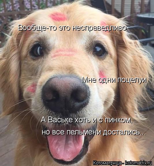 Котоматрица: Вообще-то это несправедливо- Мне одни поцелуи но все пельмени достались... А Ваське хоть и с пинком,