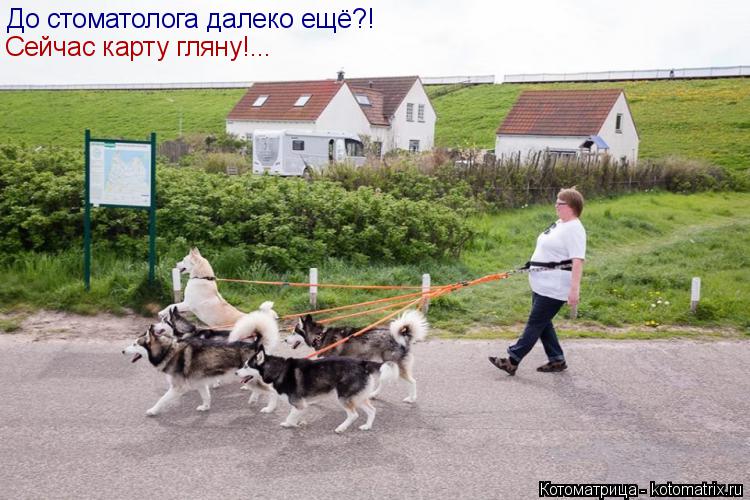 До стоматолога далеко ещё?! Сейчас карту гляну!...... Котоматрица: До стоматолога далеко ещё?! Сейчас карту гляну!...