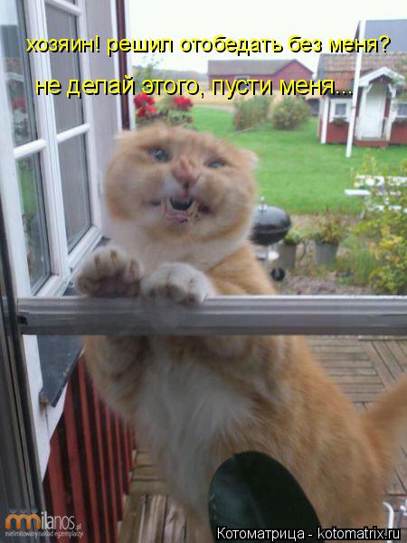 хозяин! решил отобедать без меня? не делай этого, пусти меня...... Котоматрица: хозяин! решил отобедать без меня? не делай этого, пусти меня...