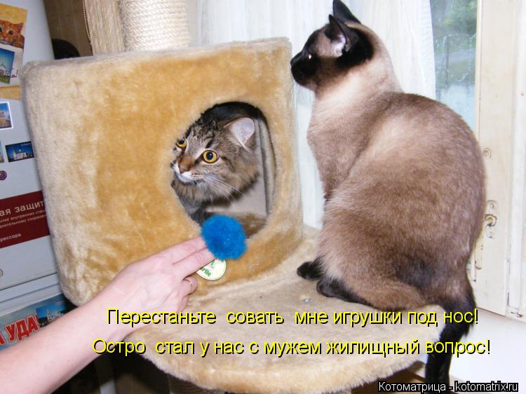 Котоматрица: Перестаньте  совать  мне игрушки под нос! Остро  стал у нас с мужем жилищный вопрос!