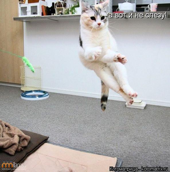 а вот и не слезу!... Котоматрица: а вот и не слезу!