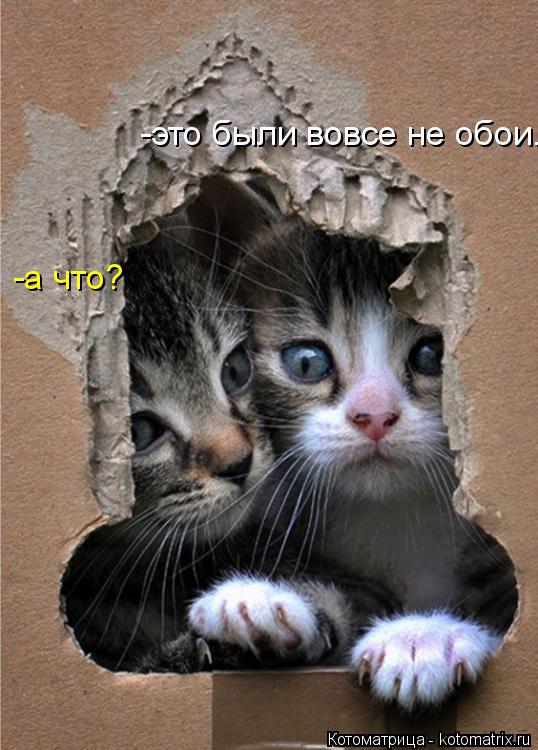 -это были вовсе не обои. -а что?... Котоматрица: -это были вовсе не обои. -а что?