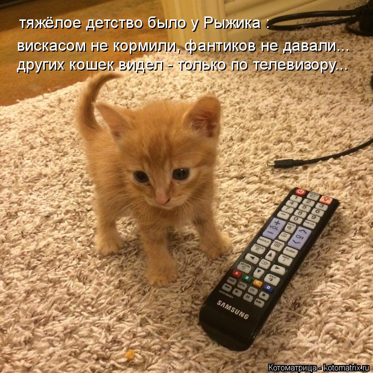 Котоматрица: тяжёлое детство было у Рыжика : вискасом не кормили, фантиков не давали... других кошек видел - только по телевизору...