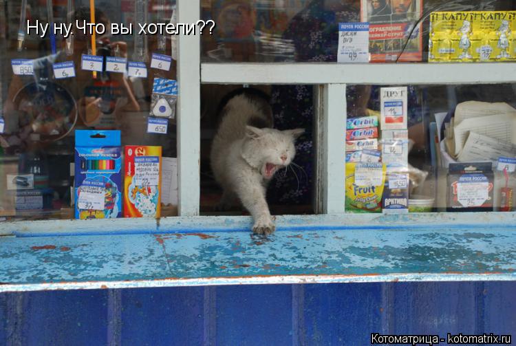 Котоматрица: Ну ну.Что вы хотели??